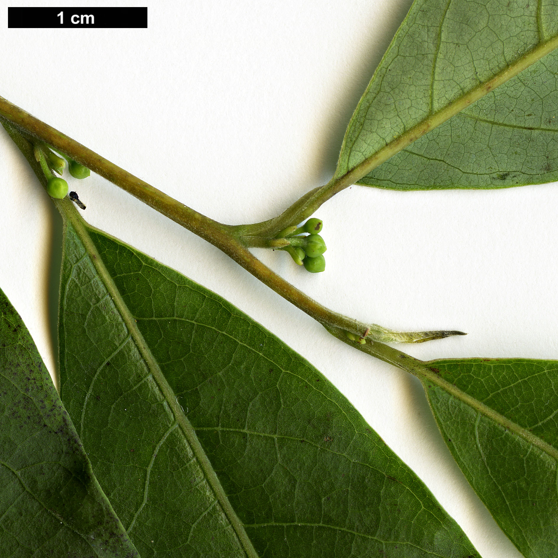 High resolution image: Family: Lauraceae - Genus: Lindera - Taxon: metcalfiana - SpeciesSub: var. dictyophylla